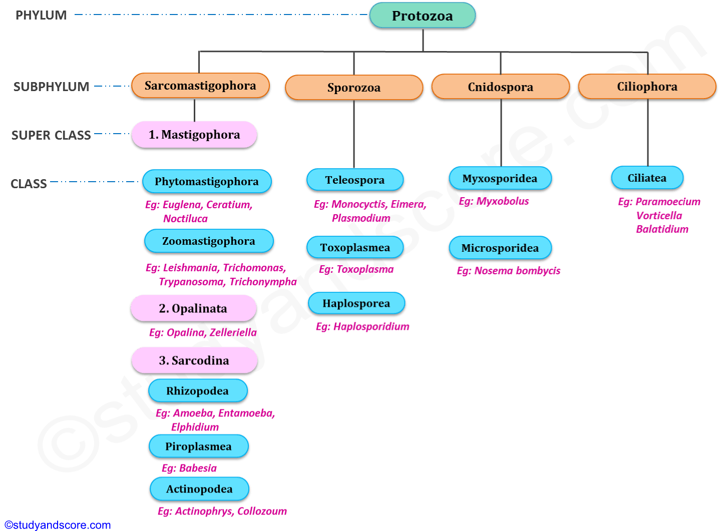 Phylum Protozoa